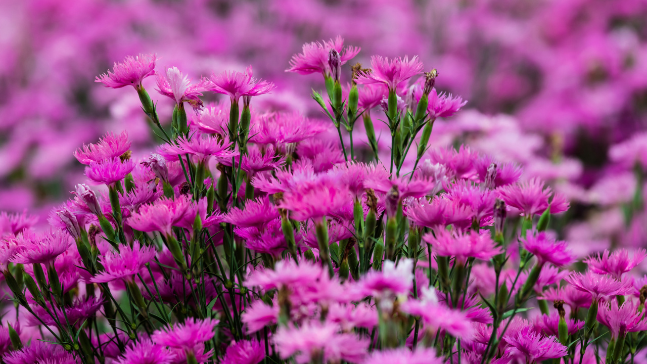 Das Carnation Forest Wallpaper 1280x720