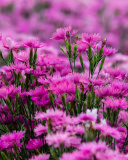 Carnation Forest wallpaper 128x160