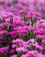 Das Carnation Forest Wallpaper 176x220