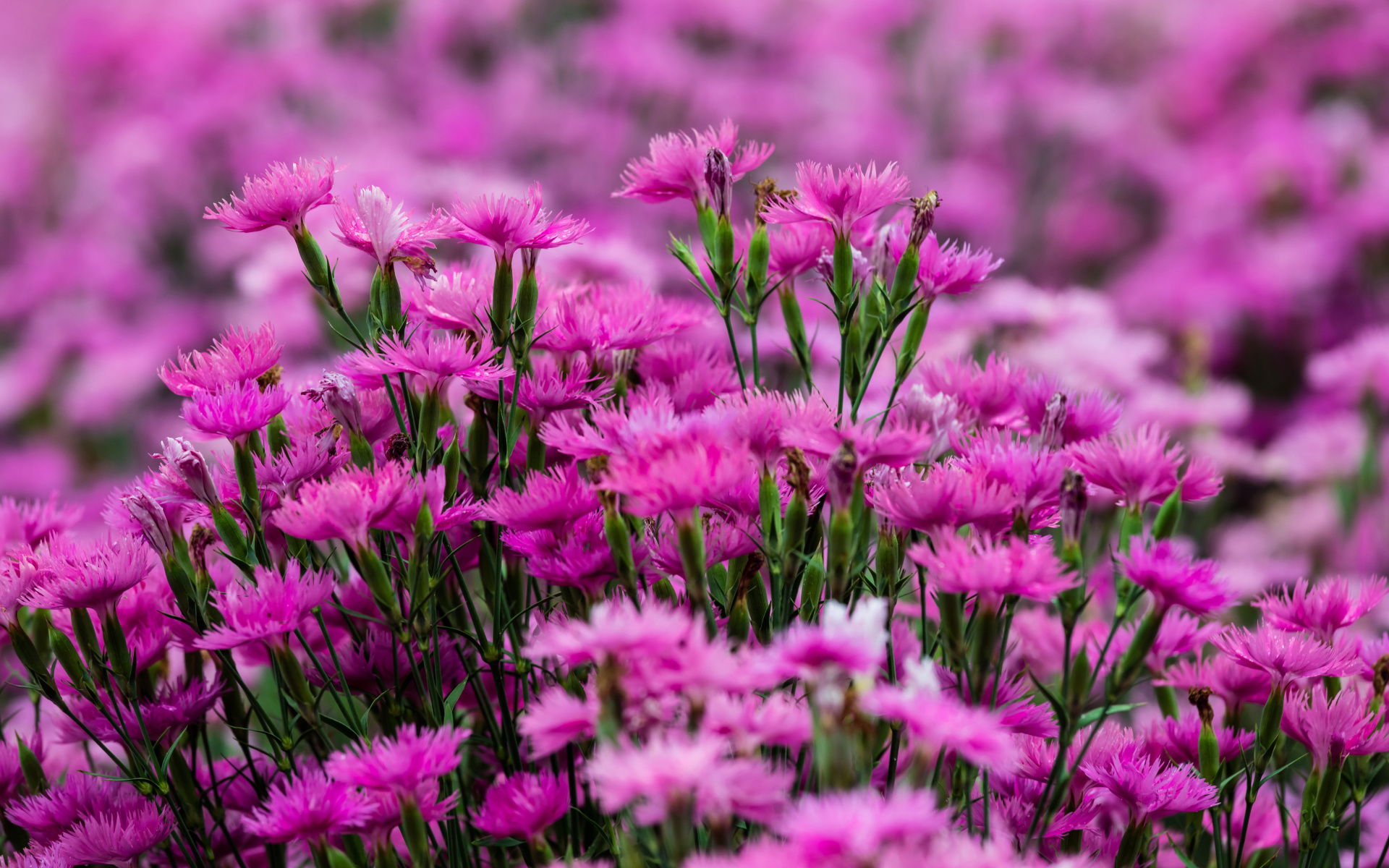 Carnation Forest wallpaper 1920x1200