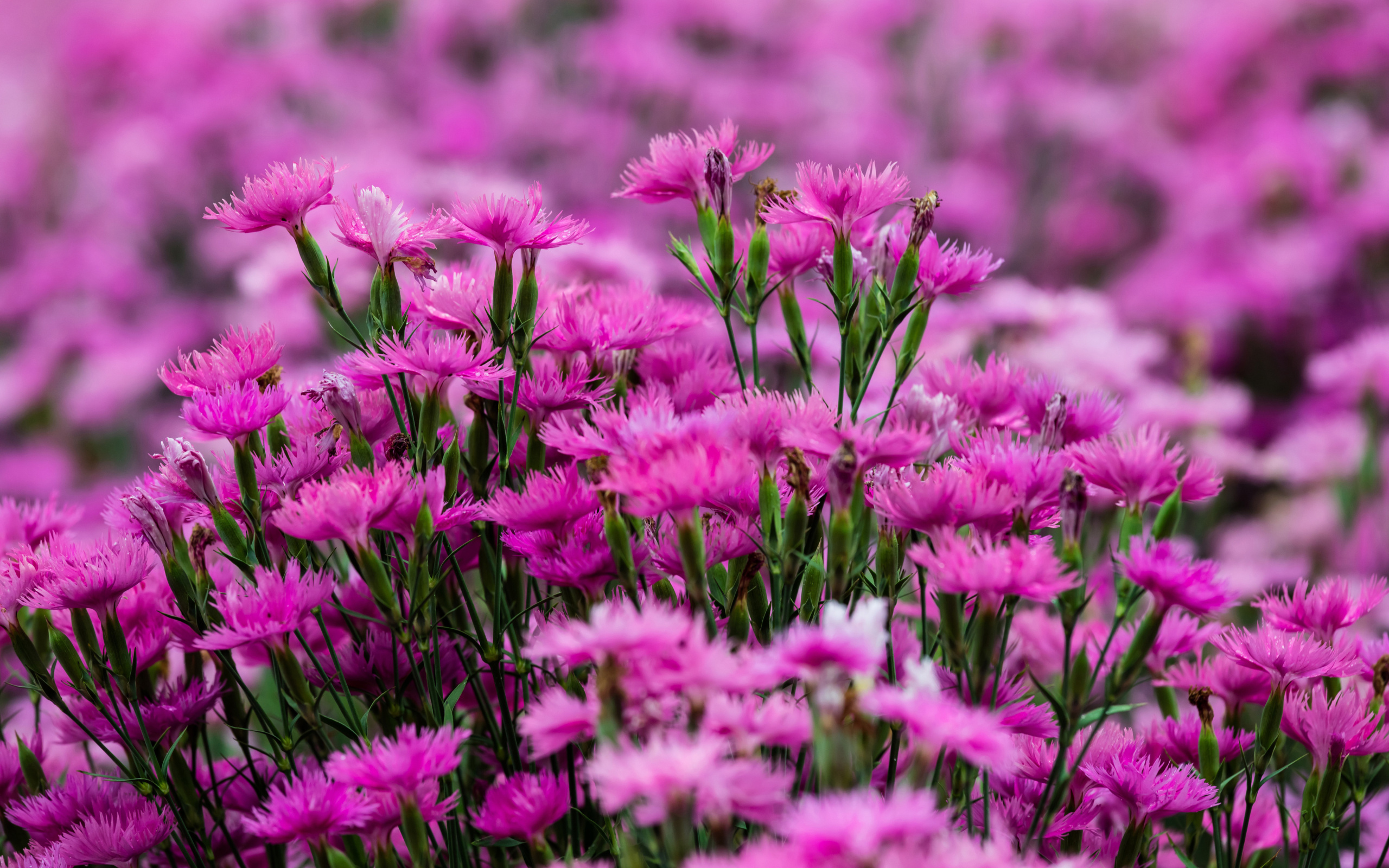 Carnation Forest wallpaper 2560x1600