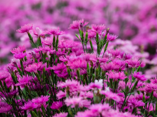 Das Carnation Forest Wallpaper 320x240