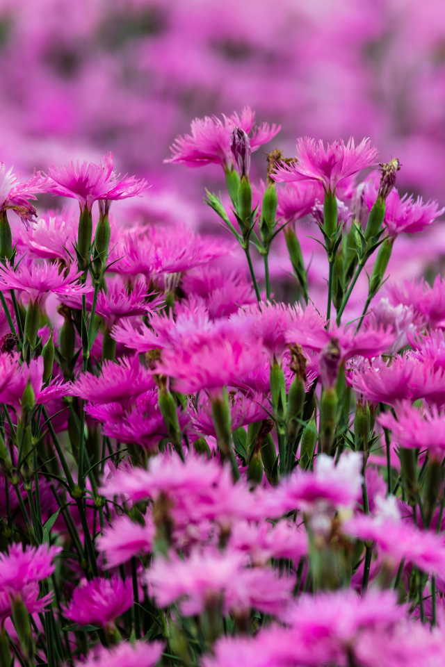 Carnation Forest wallpaper 640x960