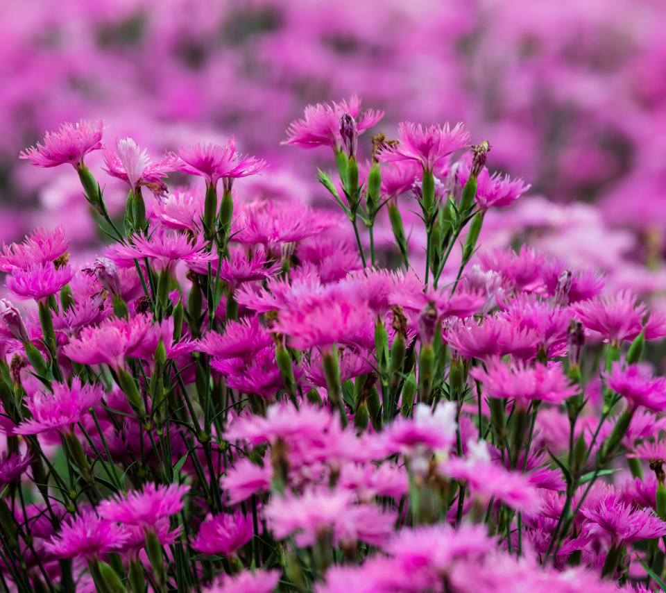 Carnation Forest wallpaper 960x854