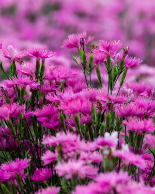 Carnation Forest Wallpaper for Nokia Asha 300