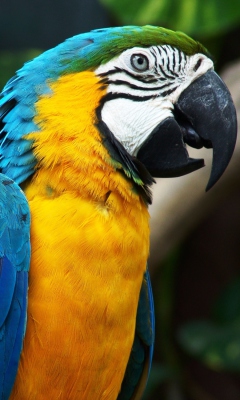 Обои Amazing Parrot 240x400