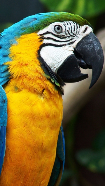 Обои Amazing Parrot 360x640