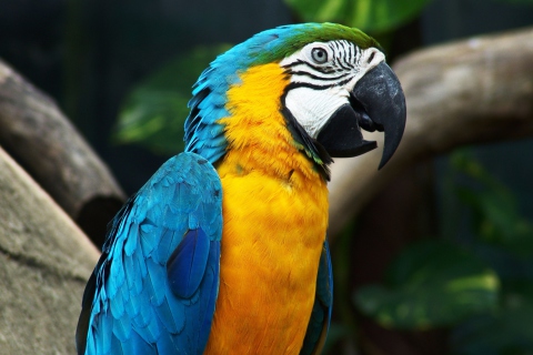 Fondo de pantalla Amazing Parrot 480x320