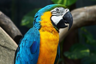 Amazing Parrot - Obrázkek zdarma pro 1280x800
