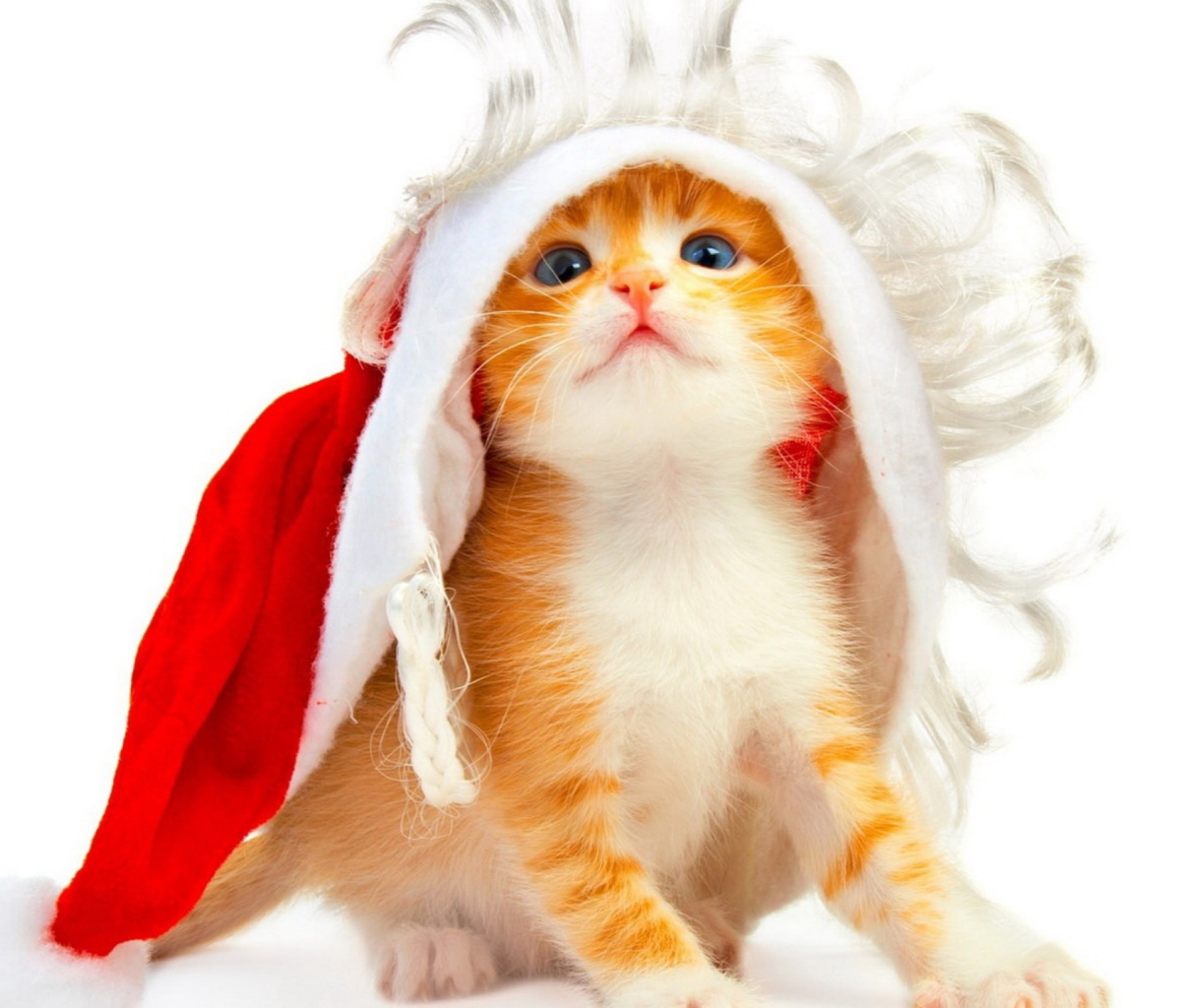Sfondi Christmas Kitten 1200x1024