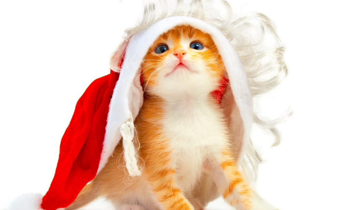 Sfondi Christmas Kitten 1280x800
