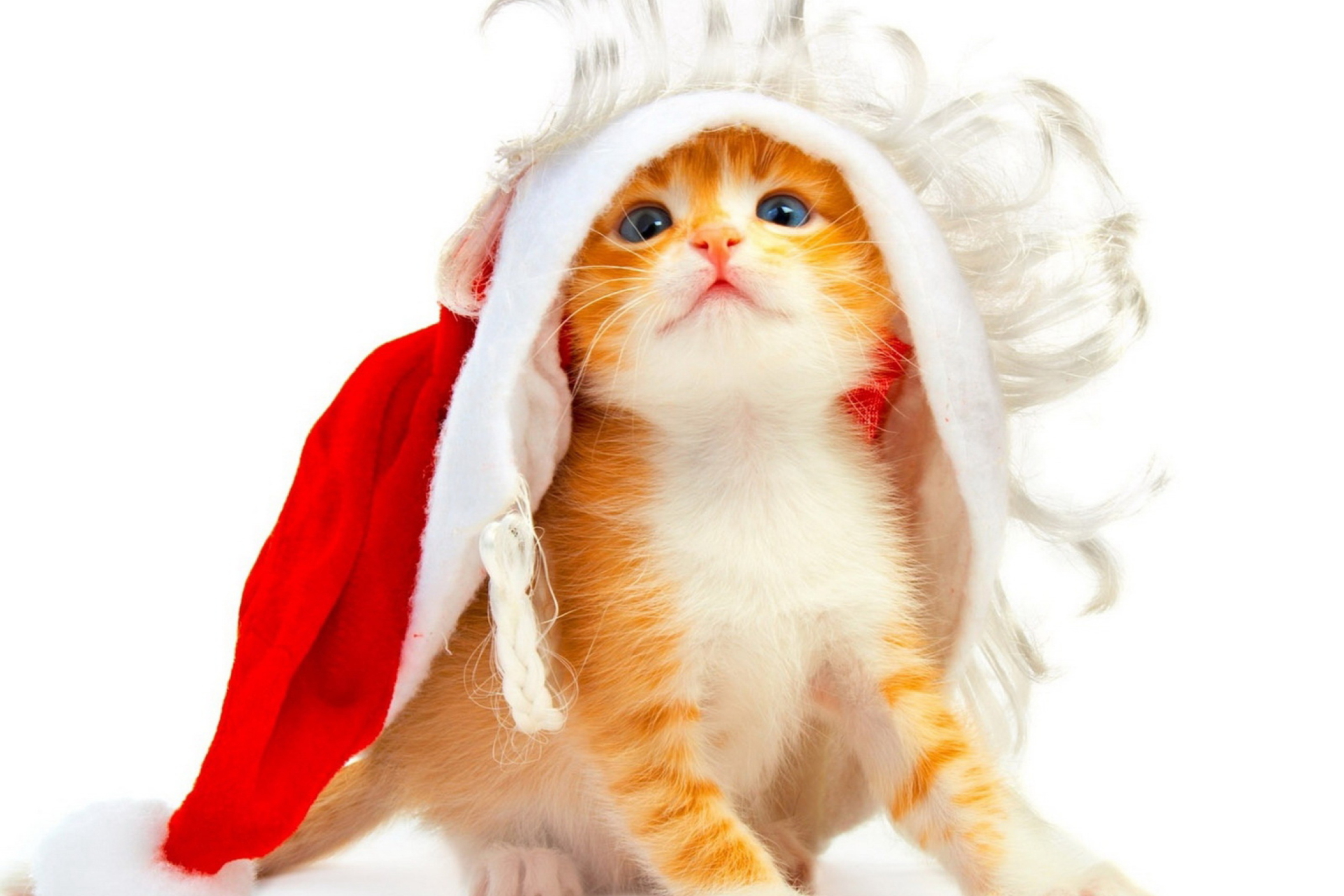Sfondi Christmas Kitten 2880x1920