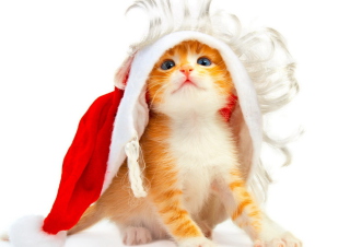 Christmas Kitten - Obrázkek zdarma 