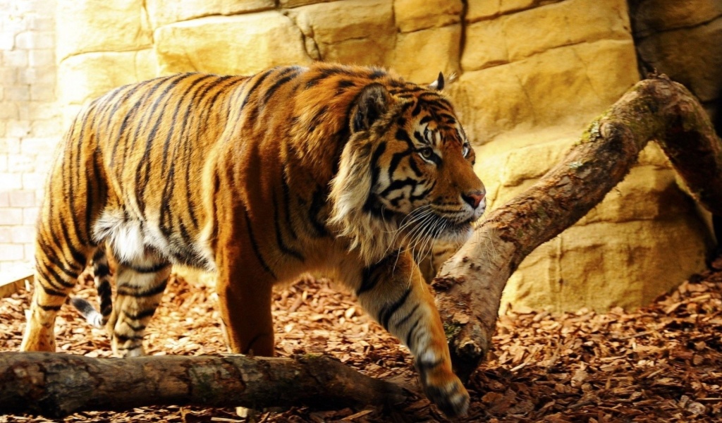 Обои Tiger Huge Animal 1024x600