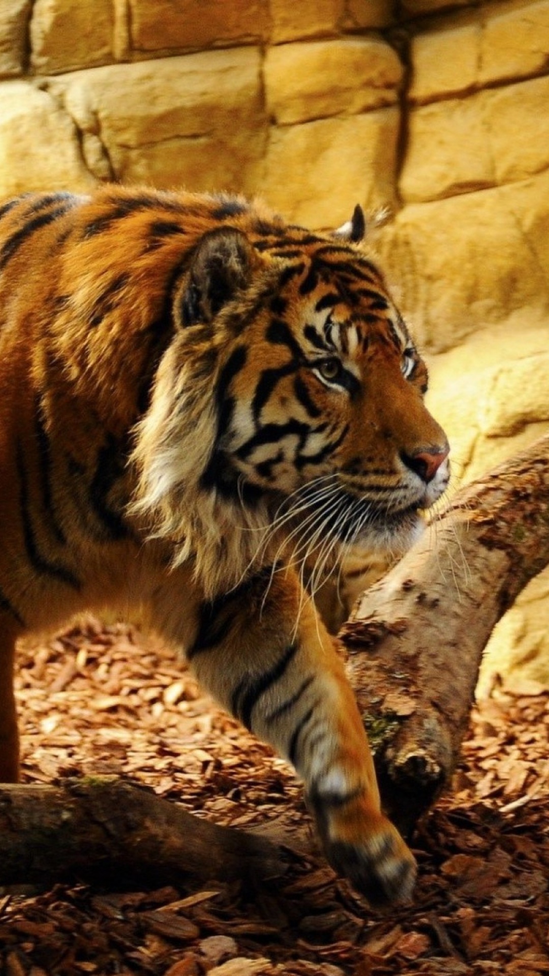 Обои Tiger Huge Animal 1080x1920