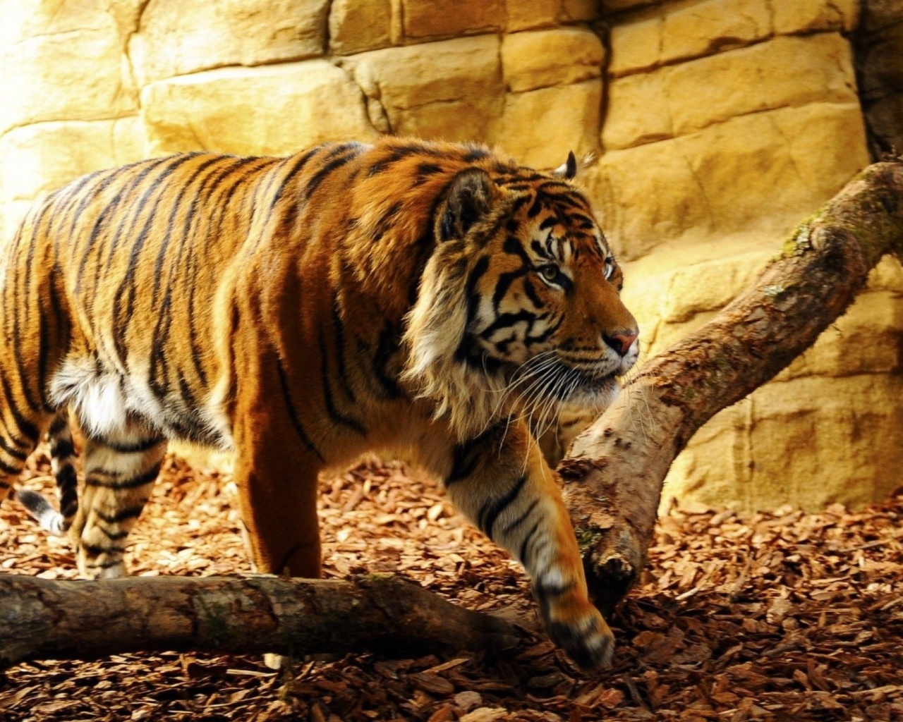 Sfondi Tiger Huge Animal 1280x1024