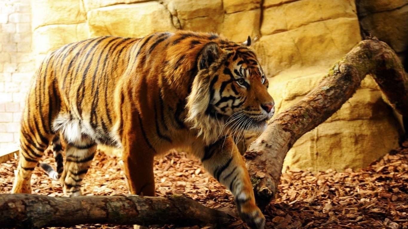 Sfondi Tiger Huge Animal 1366x768