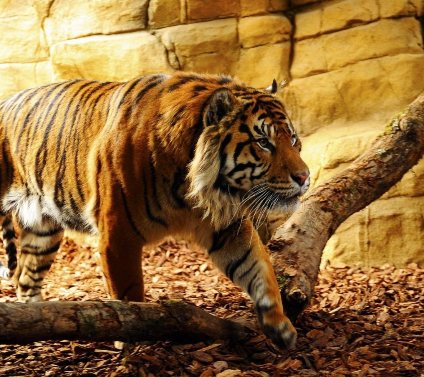 Das Tiger Huge Animal Wallpaper 1440x1280
