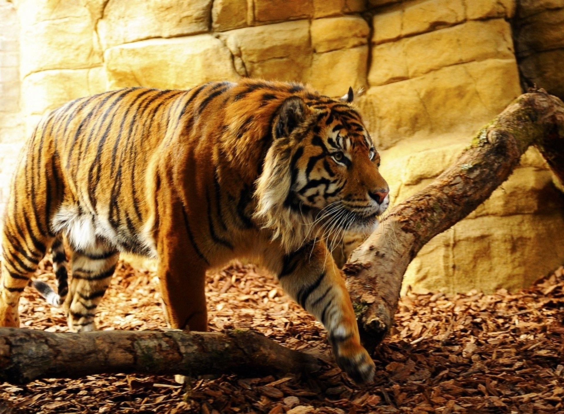 Обои Tiger Huge Animal 1920x1408