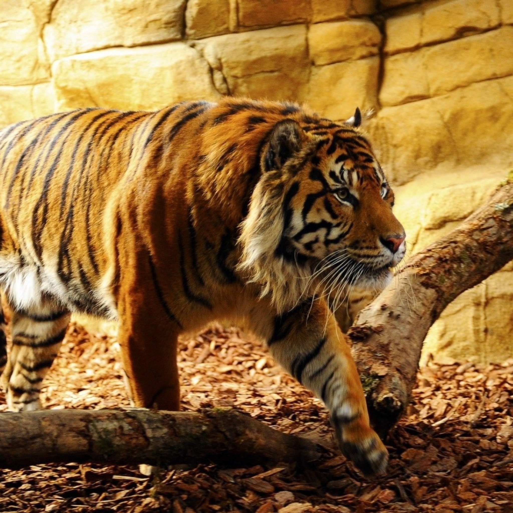 Обои Tiger Huge Animal 2048x2048