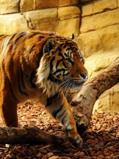 Das Tiger Huge Animal Wallpaper 240x320