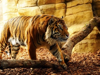Das Tiger Huge Animal Wallpaper 320x240