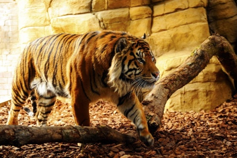 Das Tiger Huge Animal Wallpaper 480x320