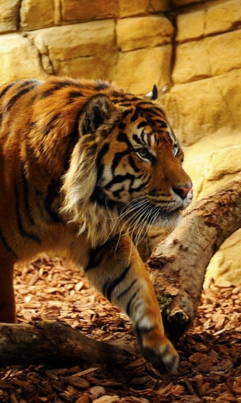Sfondi Tiger Huge Animal 480x800