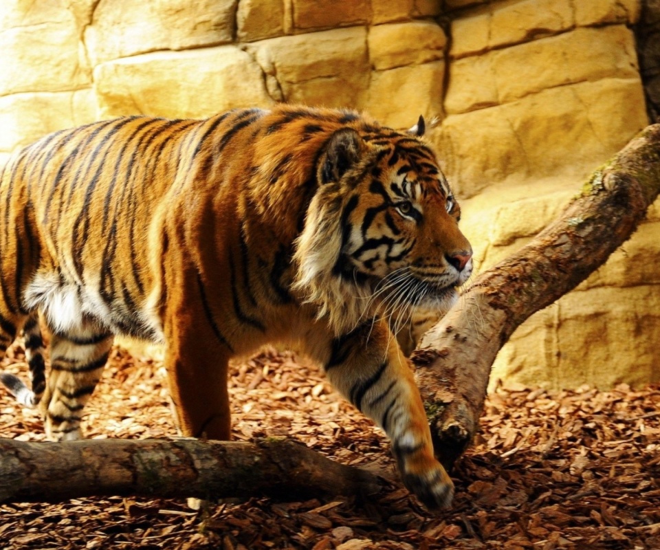 Обои Tiger Huge Animal 960x800