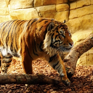 Картинка Tiger Huge Animal для телефона и на рабочий стол iPad mini 2
