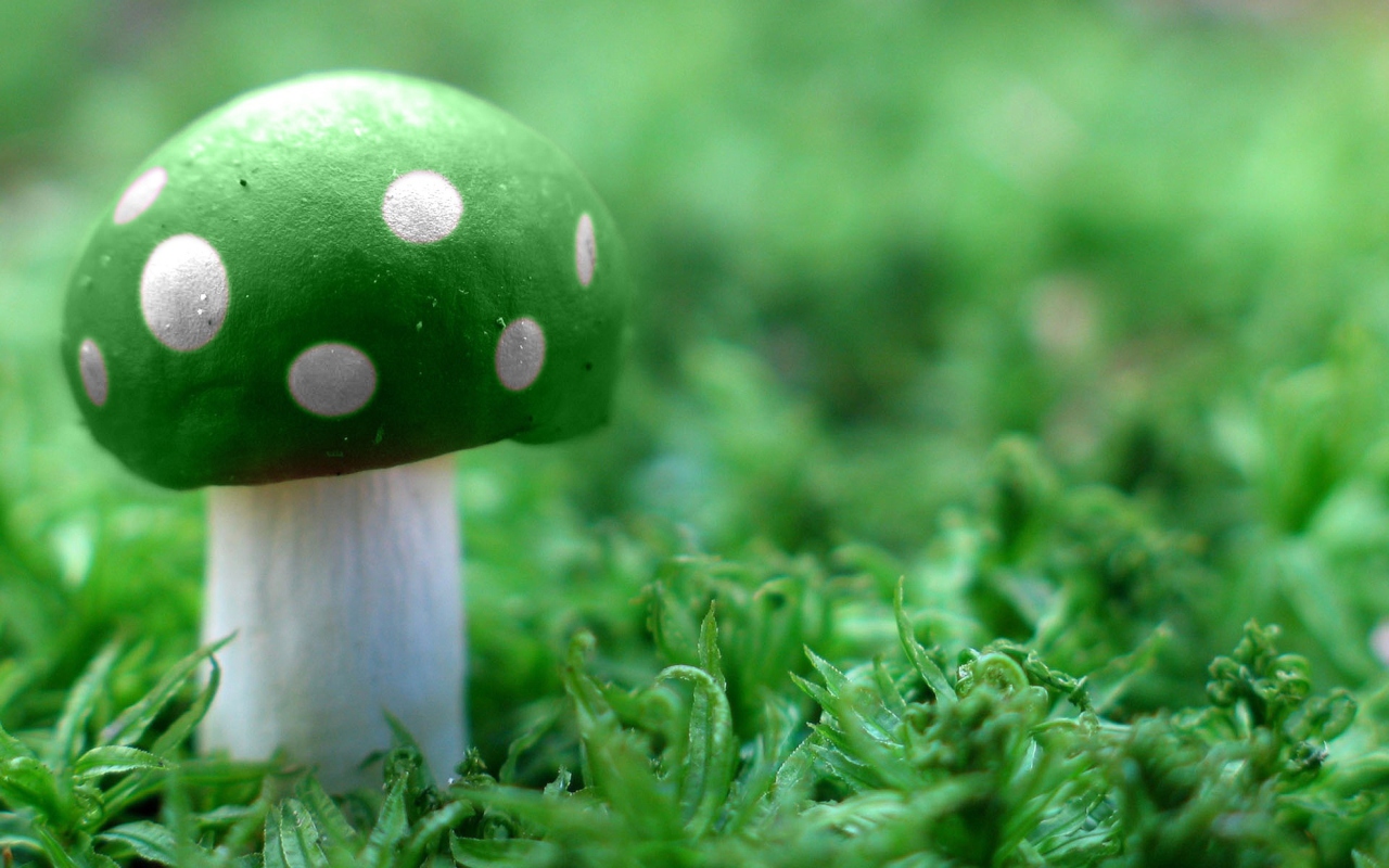 Green Mushroom wallpaper 1280x800