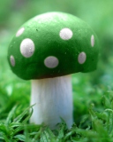 Fondo de pantalla Green Mushroom 128x160