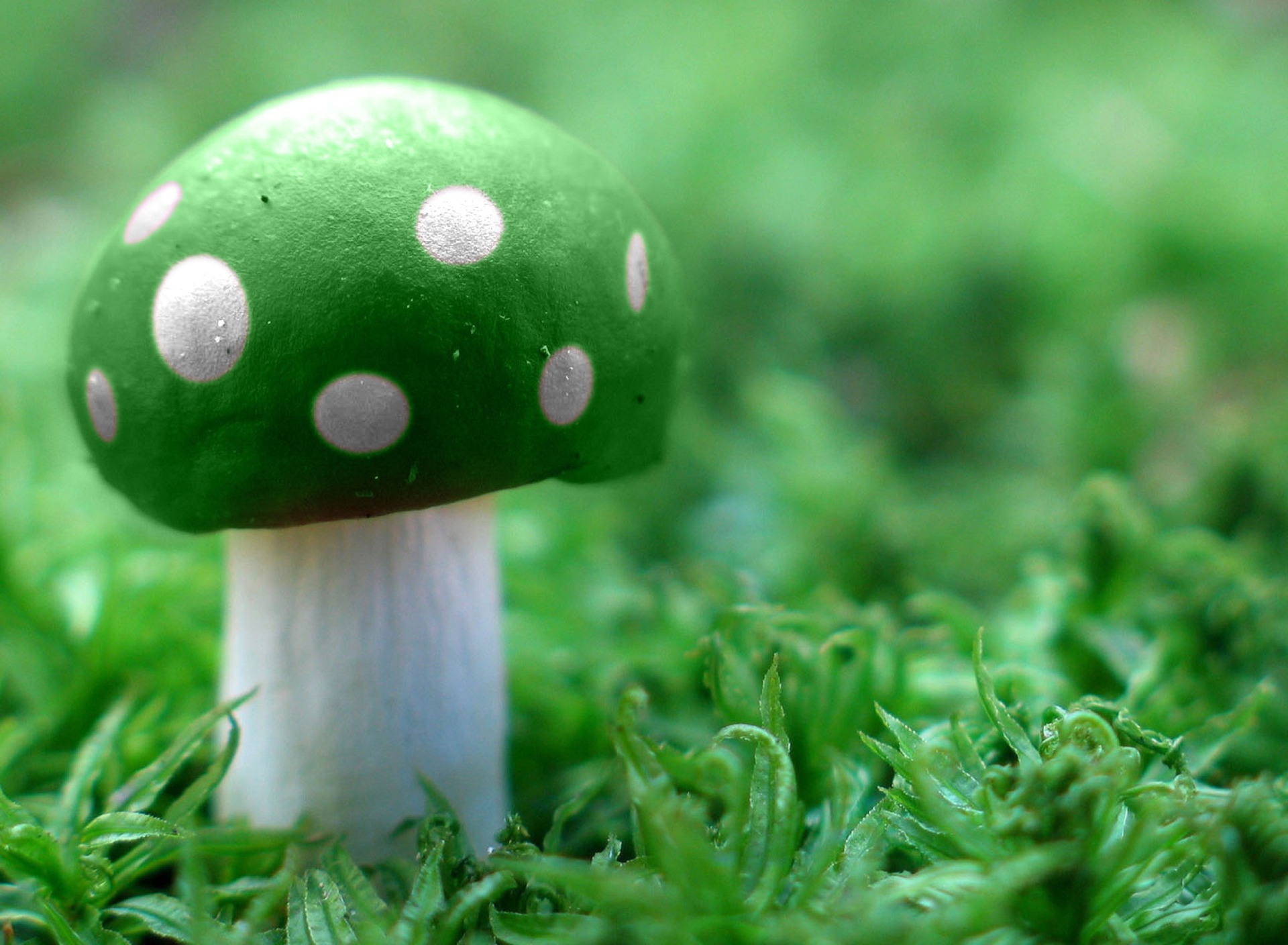 Обои Green Mushroom 1920x1408