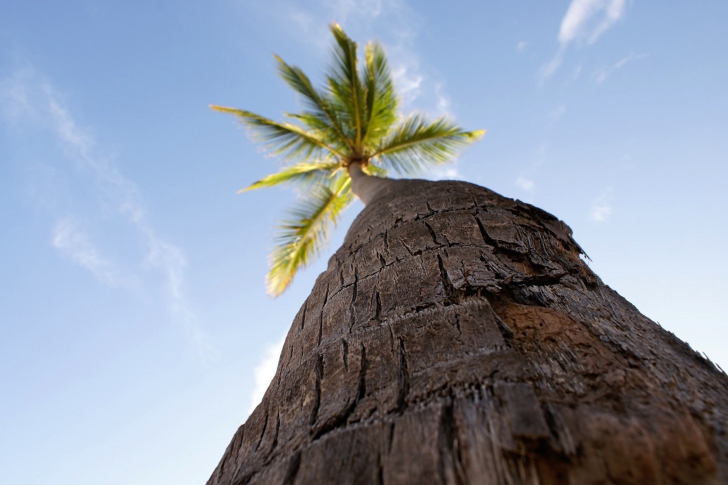 Sfondi Palm Tree