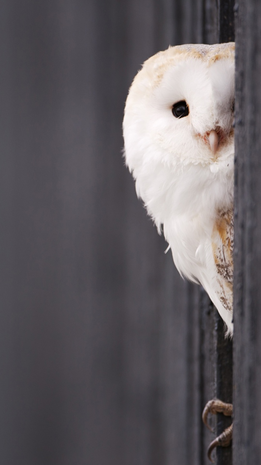 Обои White Owl 1080x1920