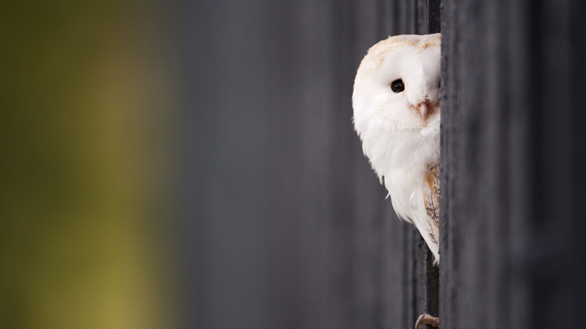 Sfondi White Owl 1920x1080
