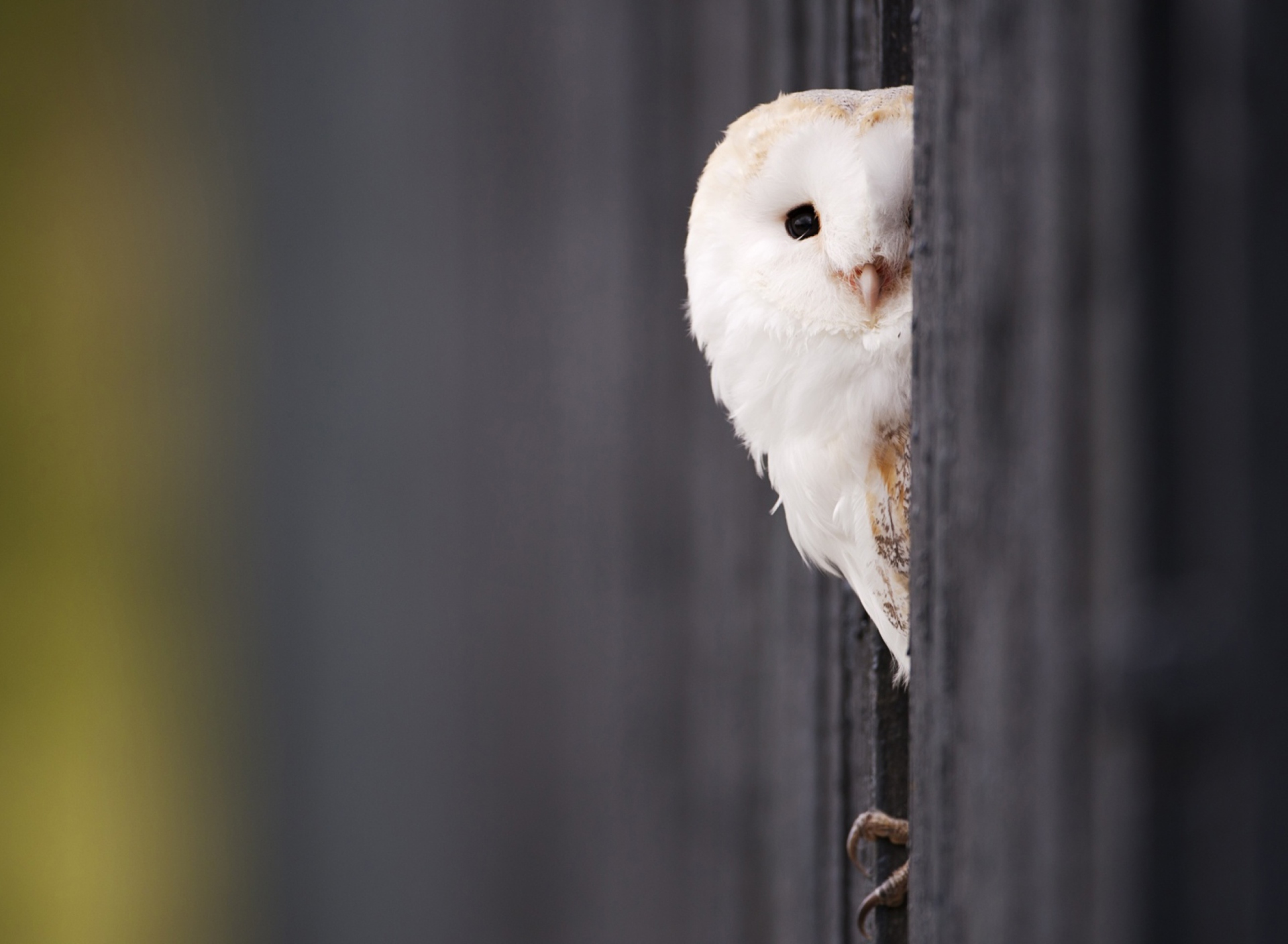 White Owl screenshot #1 1920x1408