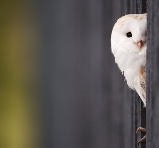 White Owl - Obrázkek zdarma pro iPad Air