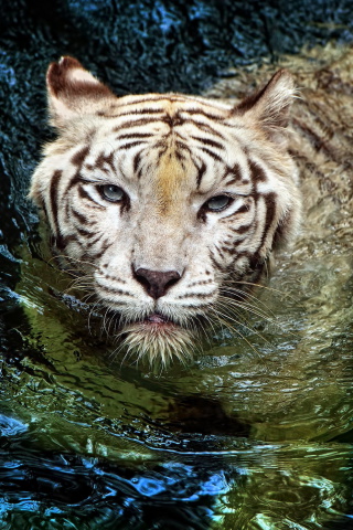 Fondo de pantalla Big Tiger 320x480