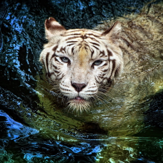 Big Tiger - Obrázkek zdarma pro iPad mini 2
