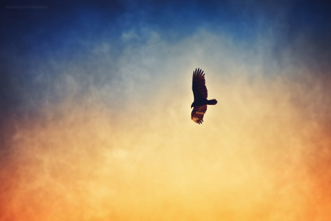 Das Bird In Sky Wallpaper 480x320