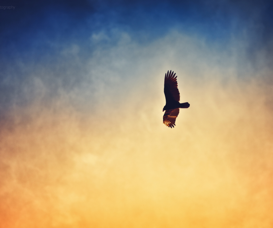 Bird In Sky wallpaper 960x800