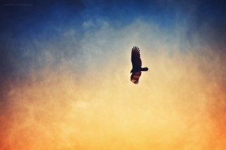 Bird In Sky - Obrázkek zdarma 