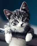 Das Domestic Kitten Wallpaper 128x160