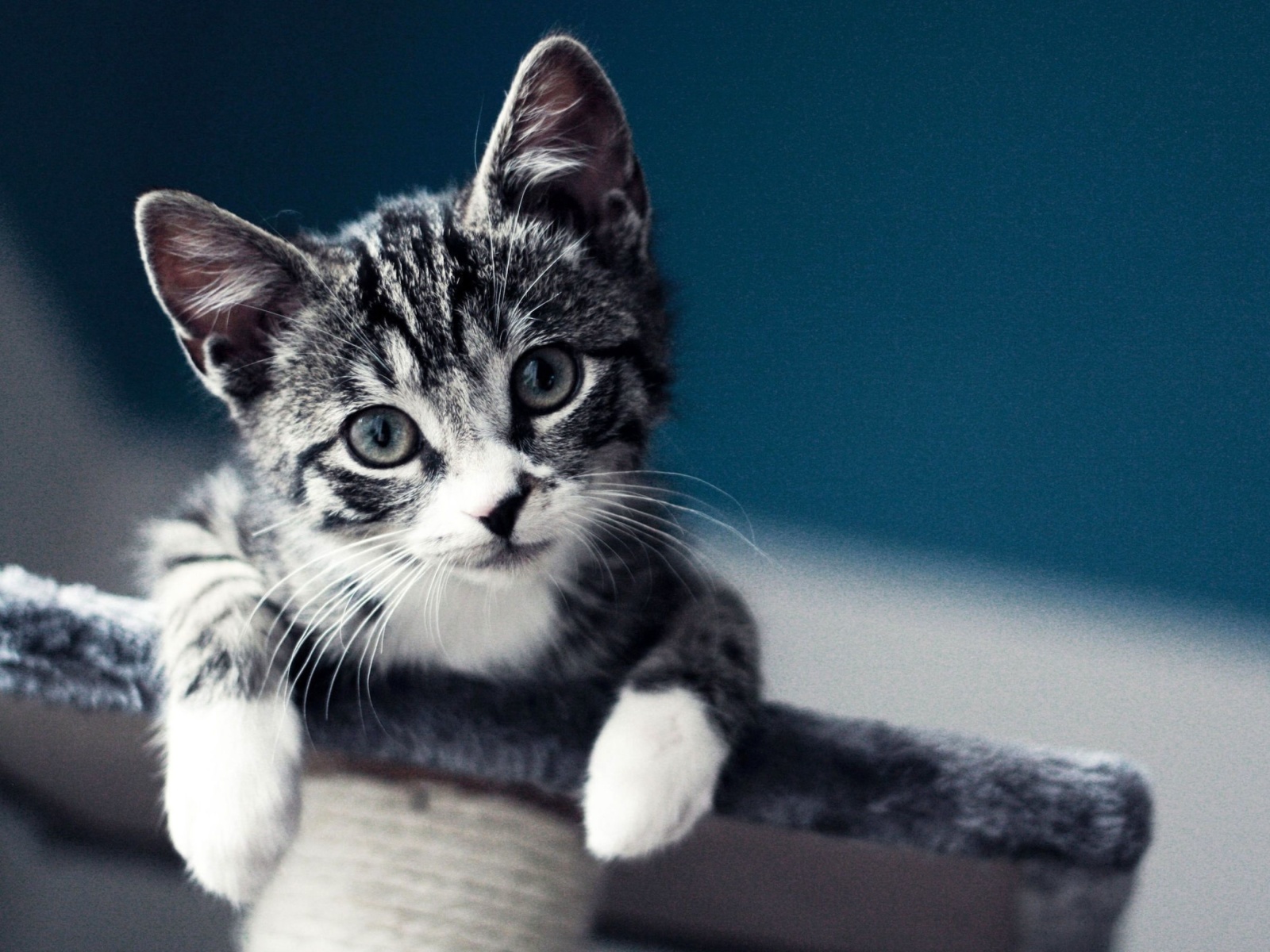 Domestic Kitten wallpaper 1600x1200