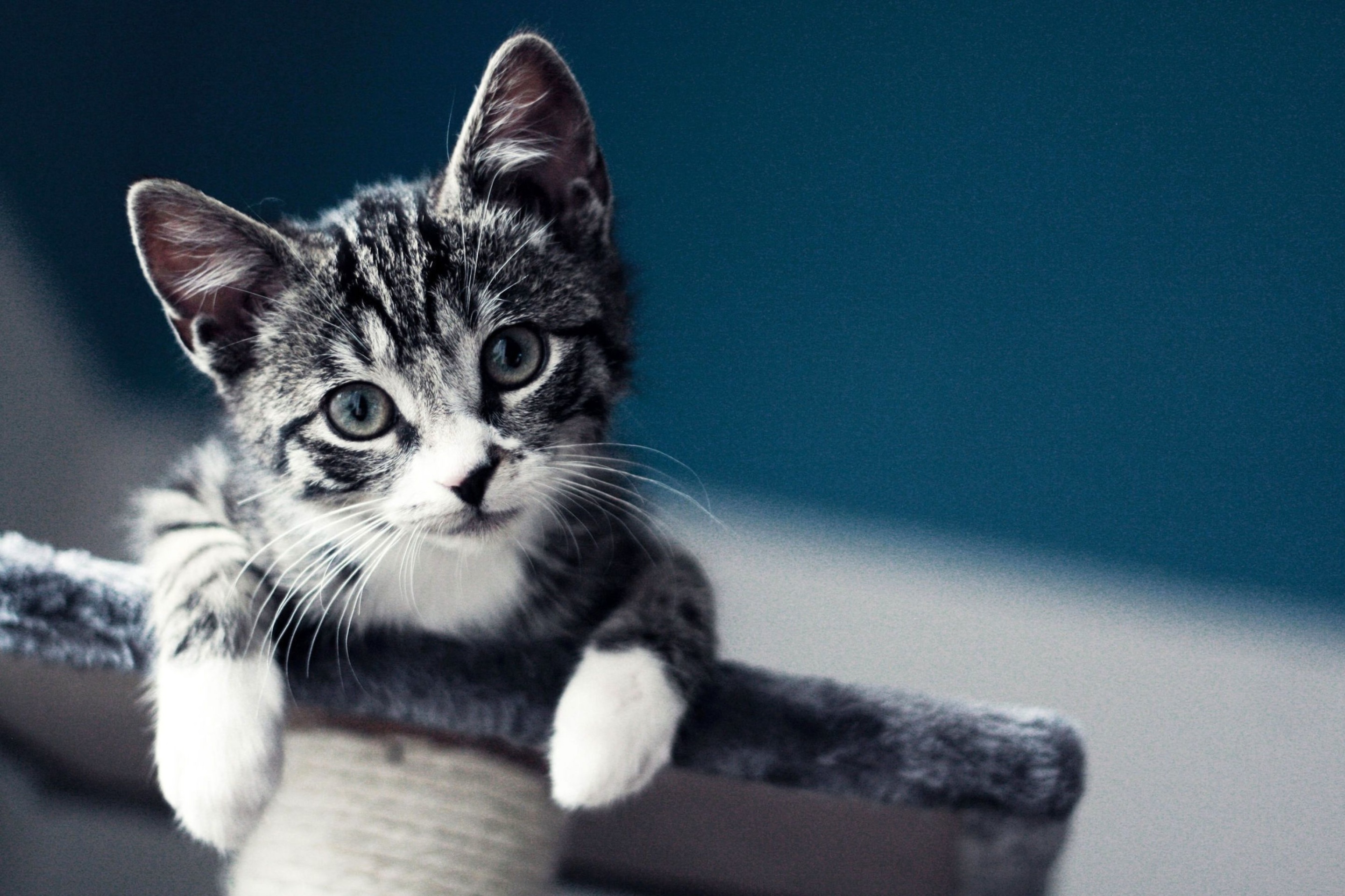 Domestic Kitten wallpaper 2880x1920