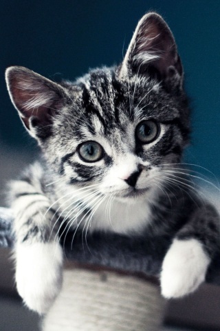 Das Domestic Kitten Wallpaper 320x480