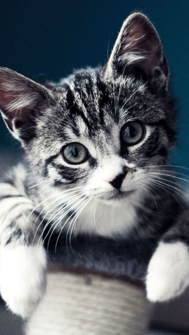 Das Domestic Kitten Wallpaper 640x1136