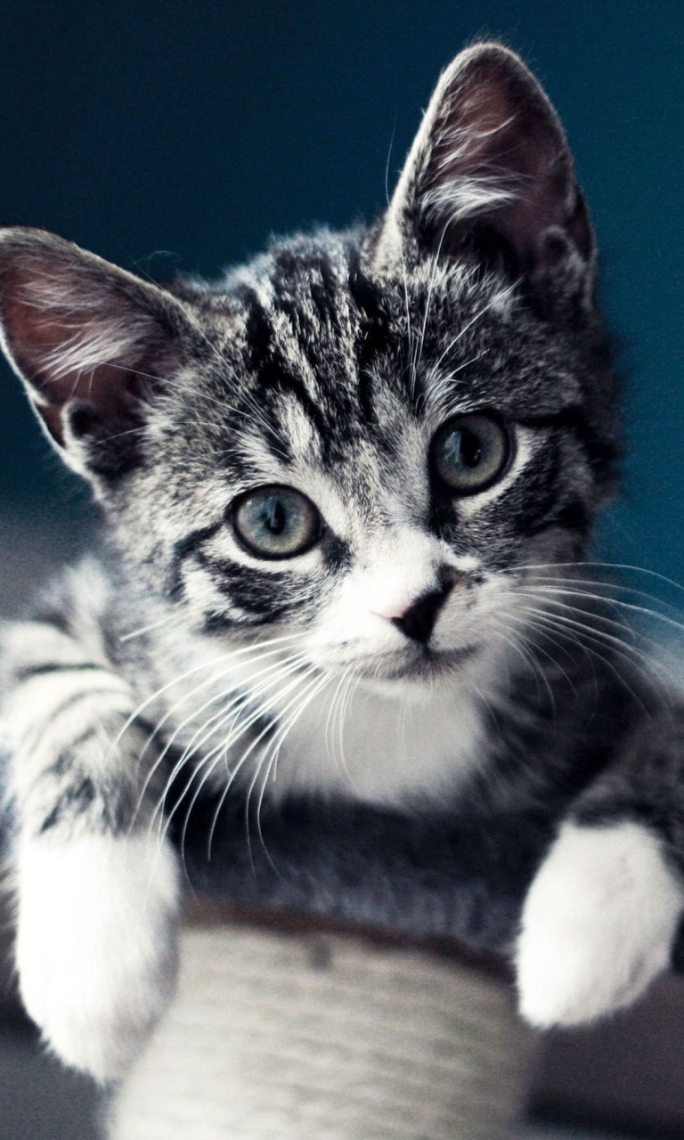 Das Domestic Kitten Wallpaper 768x1280