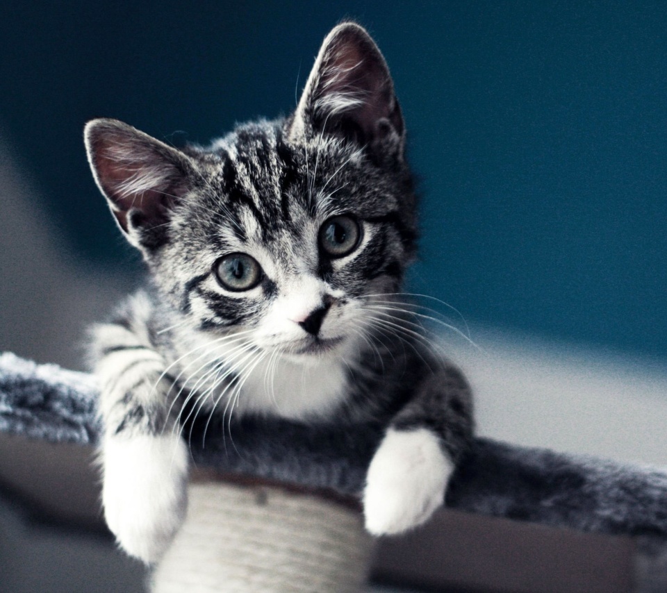 Domestic Kitten wallpaper 960x854